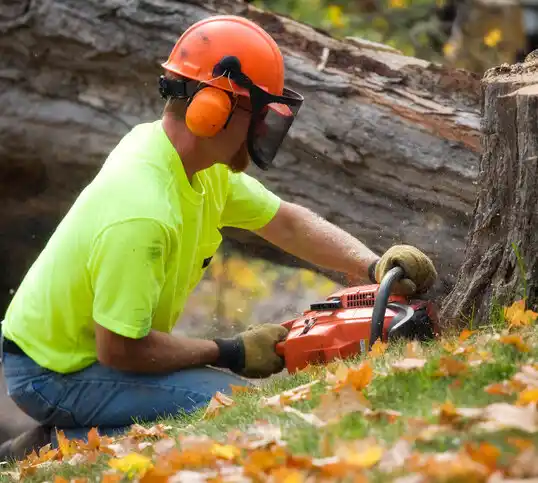 tree services Nicholasville